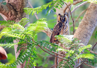 Magnificent eagle owl