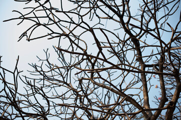 Frangipani tree with no flowers, no leaves, only stems, tall, behind the clear sky
