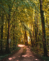 path in autumn forest in the sun