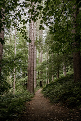 footpath in the woods in summer