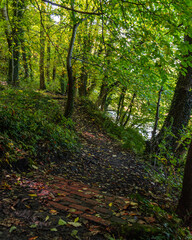 Obraz premium path in the forest