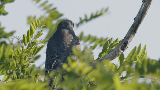 Red Footed Hawk Falco Vespertinus In Natural Environment.Slow Motion Image