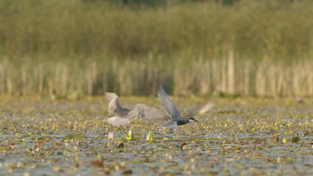 Whiskered Tern Nesting On A Shallow Wetland and Flying. Slow motion Image