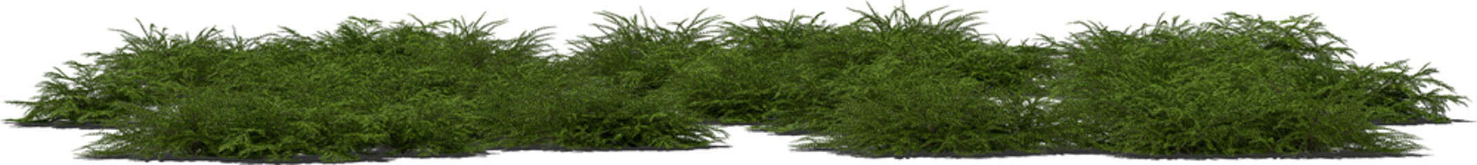 bushes fan dwarf medlar hq arch viz cutout shadow 80%