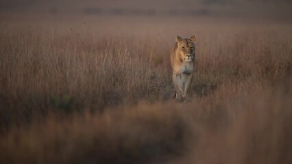 A lioness is walking towards the camera in the Serengeti national park in Tanzania. 4K 60fps in 40% slow motion. 