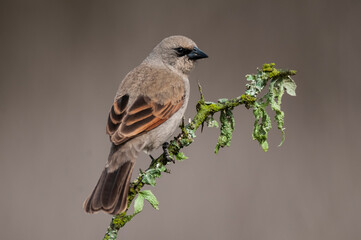 Bay winged Cowbird in Calden forest environment, La Pampa Province, Patagonia, Argentina.
