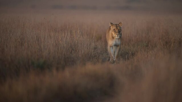 A lioness is walking towards the camera in the Serengeti national park in Tanzania. 4K 60fps in 40% slow motion. 