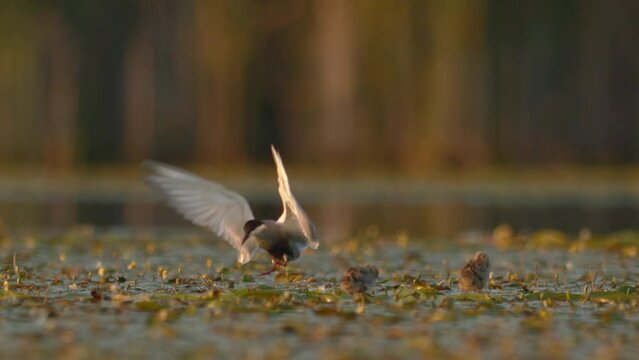 Whiskered Tern Family. Slow motion Image