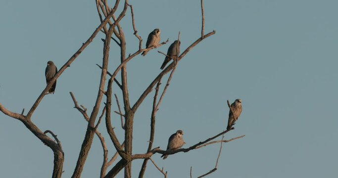 Male Red-footed Falcons (Falco vespertinus) gathering in a tree