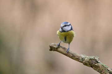 bird, natur, wild lebende tiere, gelb, schnabel, meise, 