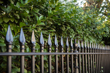 fence and plants
