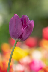 Tulipe mauve