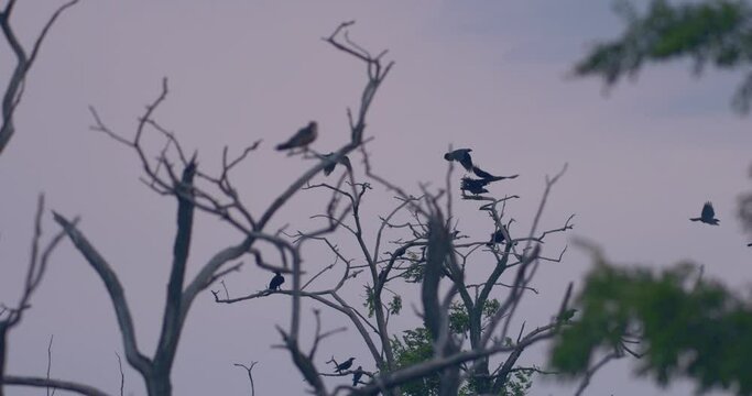 Rooks Colony / Corvus Frugilegus Flying Slow motion Image