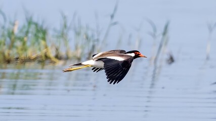 The red-wattled lapwing (Vanellus indicus)