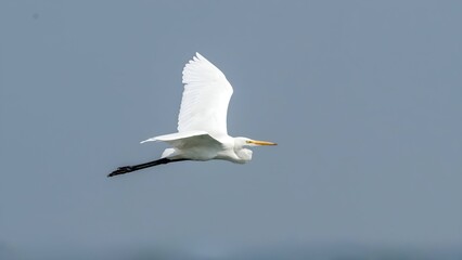 The great egret (Ardea alba)