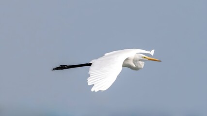 The great egret (Ardea alba)