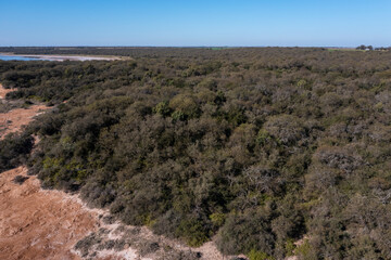 Pampas forest, Calden tree, Prosopis Caldenia, endemic species in La Pampa, Patagonia, Argentina
