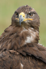 Obraz premium Portrait of a Steppe Eagle against a green background 