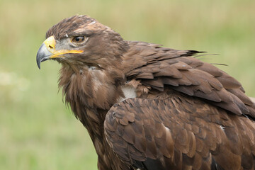 Portrait of a Steppe Eagle against a green background

