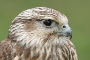 Portrait of a Saker Falcon against a green background
