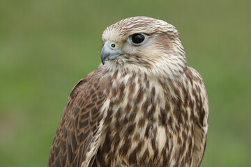 Portrait of a Saker Falcon against a green background
