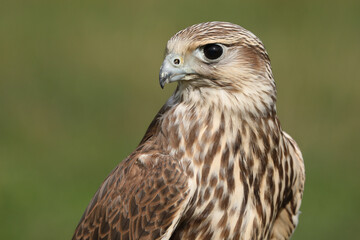 Portrait of a Saker Falcon against a green background
