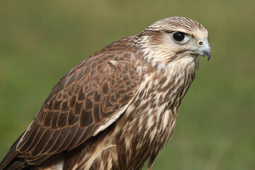 Portrait of a Saker Falcon against a green background
