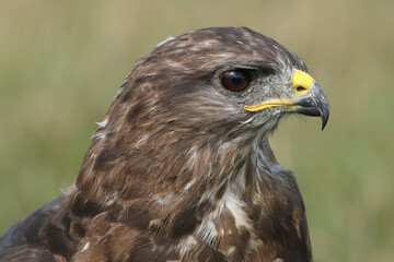 A portrait of a Common Buzzard
