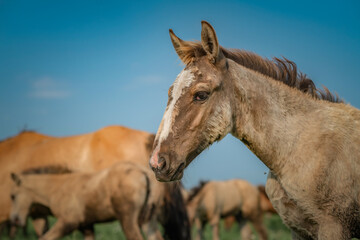 Beautiful thoroughbred horses graze on a summer meadow.