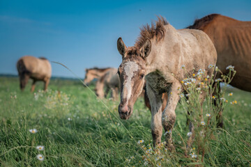 Fototapeta premium Beautiful thoroughbred horses graze on a summer meadow.