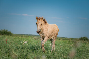 Beautiful thoroughbred horses graze on a summer meadow.