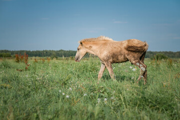 Beautiful thoroughbred horses graze on a summer meadow.