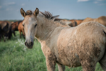 Beautiful thoroughbred horses graze on a summer meadow.
