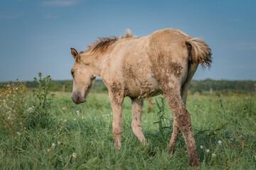 Beautiful thoroughbred horses graze on a summer meadow.