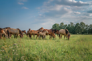 Beautiful thoroughbred horses graze on a summer meadow.