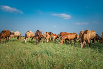 Fototapeta premium Beautiful thoroughbred horses graze on a summer meadow.