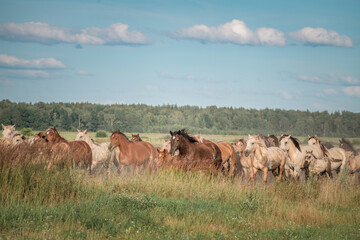 Beautiful thoroughbred horses graze on a summer meadow.