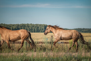 Obraz na płótnie Canvas Beautiful thoroughbred horses graze on a summer meadow.
