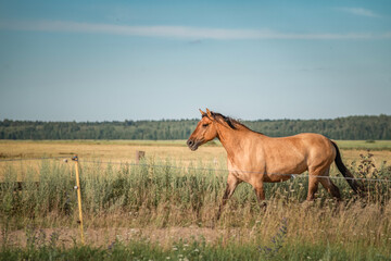 Beautiful thoroughbred horses graze on a summer meadow.