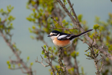 bird looking around  in woodland, Masked Shrike, Lanius nubicus