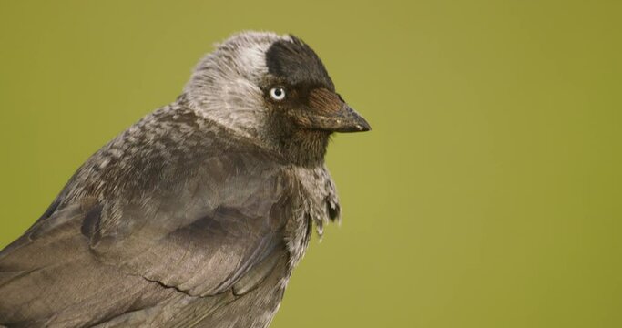 Coloeus monedula - The western jackdaw is a species of passerine bird in the Corvidae family. Close-up Image