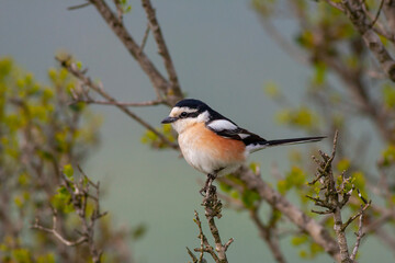 bird looking around  in woodland, Masked Shrike, Lanius nubicus