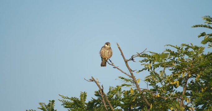 Juvenile Common Kestrel (Falco Tinnunculus)Stands On A Bush. Slow Motion Image