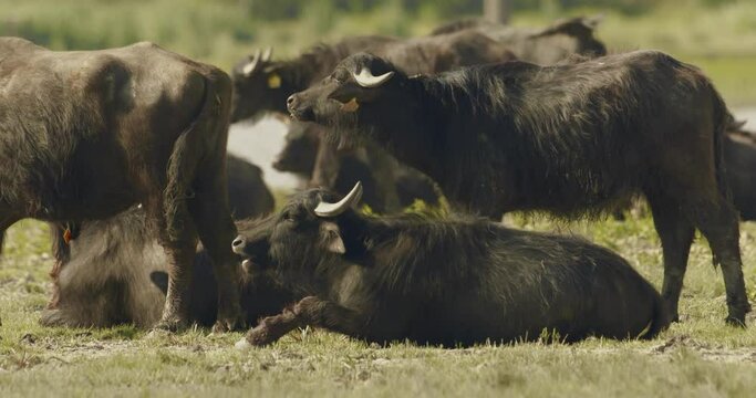 Herd Of Bubalus Bubalis (Water Buffalo) RestingSlow Motion Image