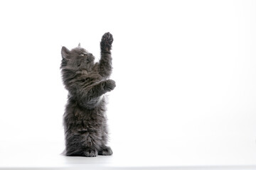 A cute gray fluffy kitten on a white background, stands on its hind legs and catches copy space...