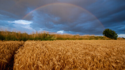Champ de seigle sous un ciel orageux avec un arc en ciel