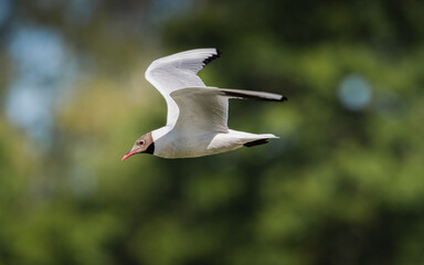 Mouette rieuse en vol