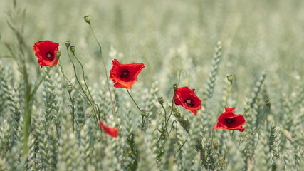 Obraz premium Coquelicots dans un champs de blé