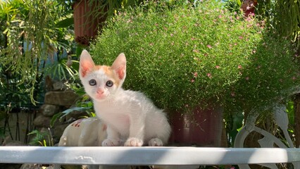 Close-up of a little kitten with flowers in the garden