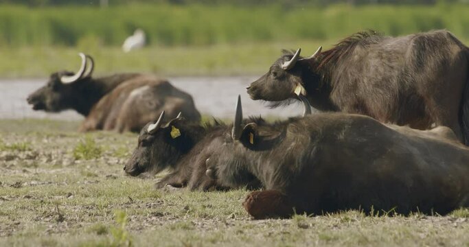 Herd Of Bubalus Bubalis (Water Buffalo) RestingSlow Motion Image